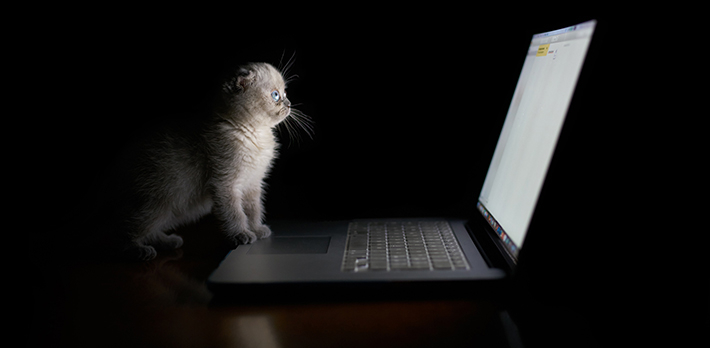 A cat staring at a laptop.